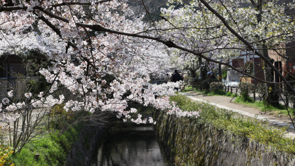 哲学の道と桜