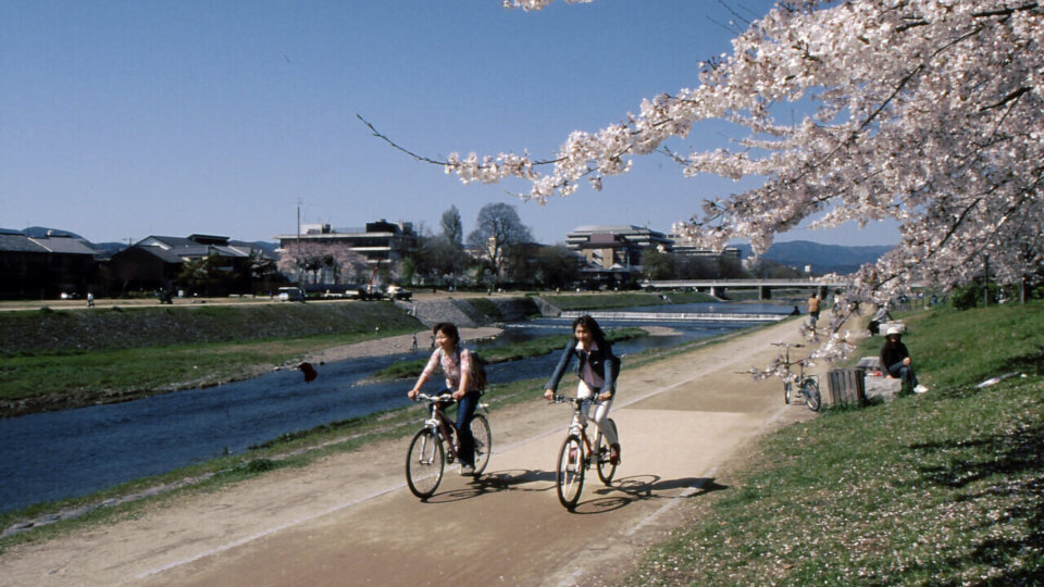 鴨川遊歩道と桜