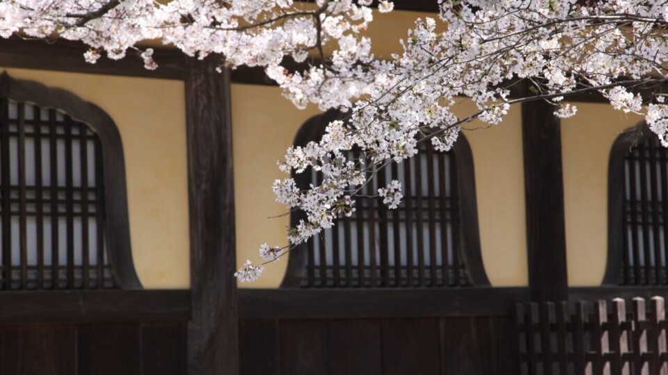 Nanzenji and Sakura