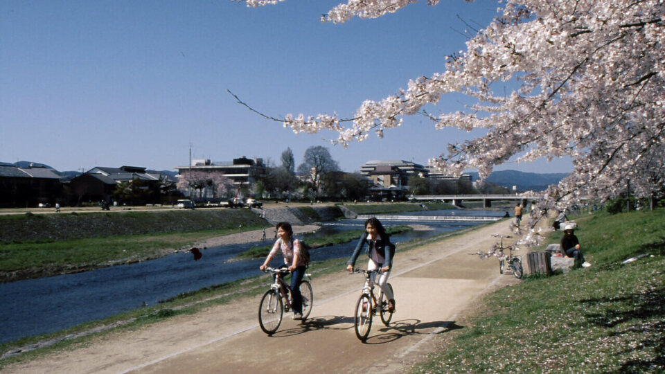 Kamo River and sakura