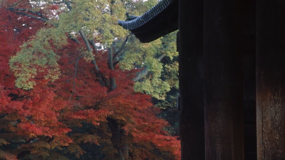 Nanzenji Gate and Maple